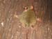 27 Tongkoko tarsier