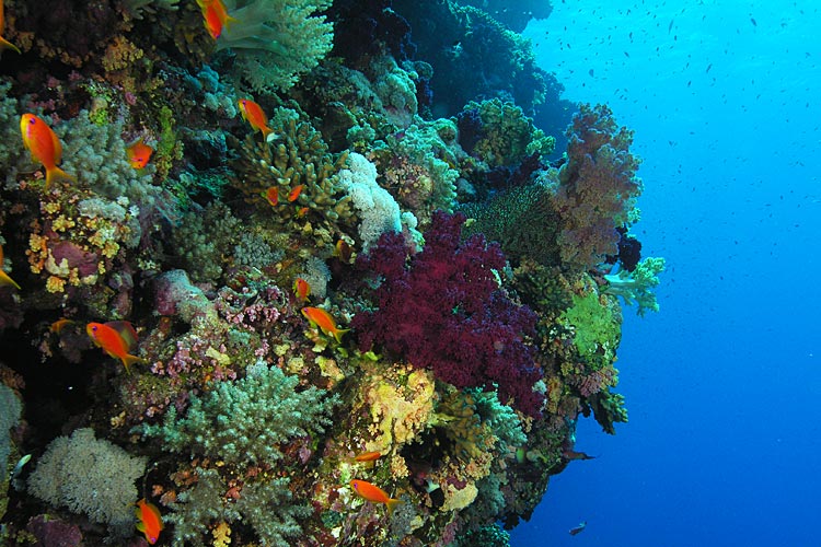 Recif de corail plein de sante par Pierre Recif de corail plein de sante par Pierre