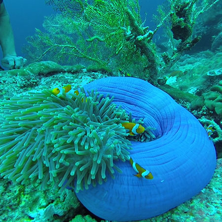 Anémone boule et poissons clown