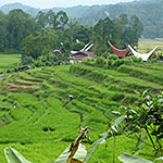 Campagne indonésienne à Sulawesi