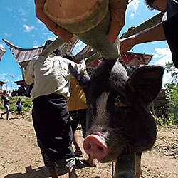 Encore un cochon qui ne passera pas la journée.