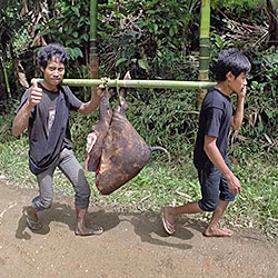 2 Jambons en provenance des sacrifices!