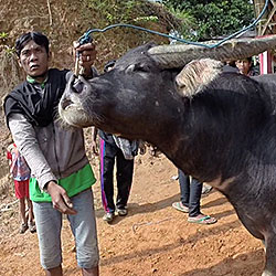 Le maitre et son buffalo