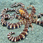 Mimic octopus.