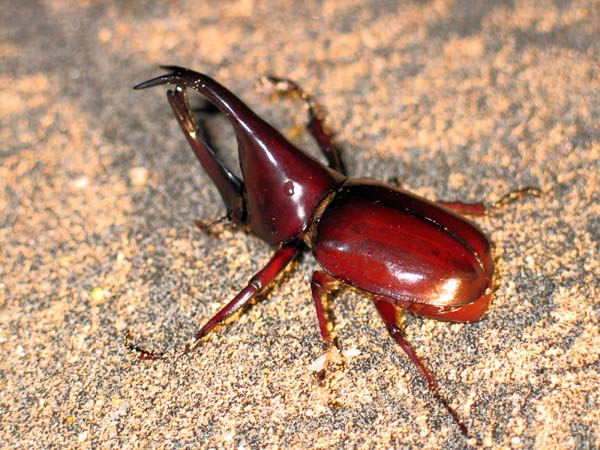 24 Insecte