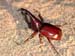 24 Insecte
