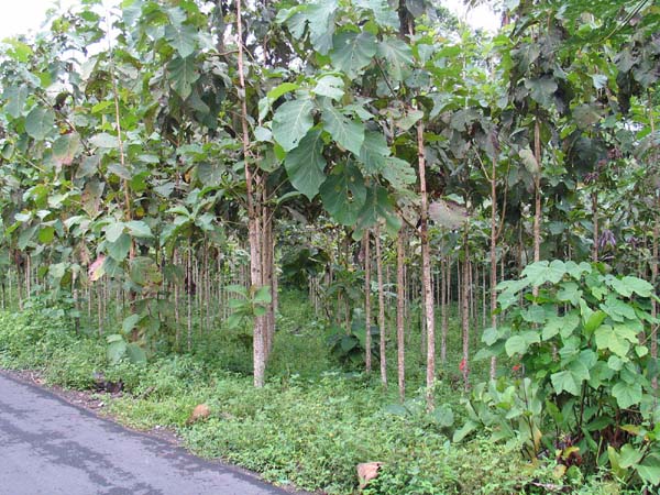 01 Plantation de Teck