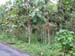 01 Plantation de Teck