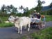 28 Minahasa