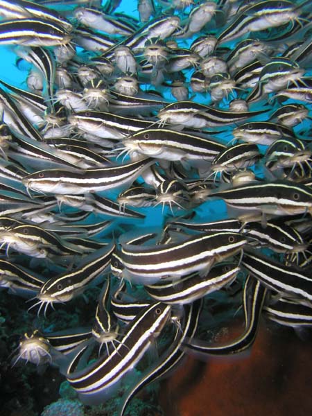 04 Poissons Chat