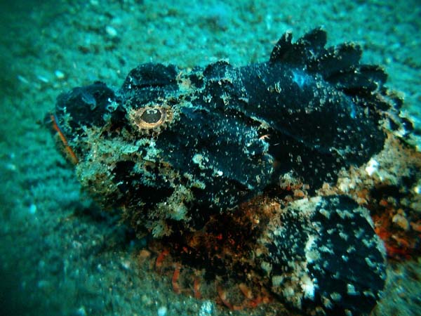 05 Black Scorpionfish