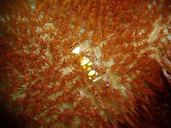 Anemone Shrimp