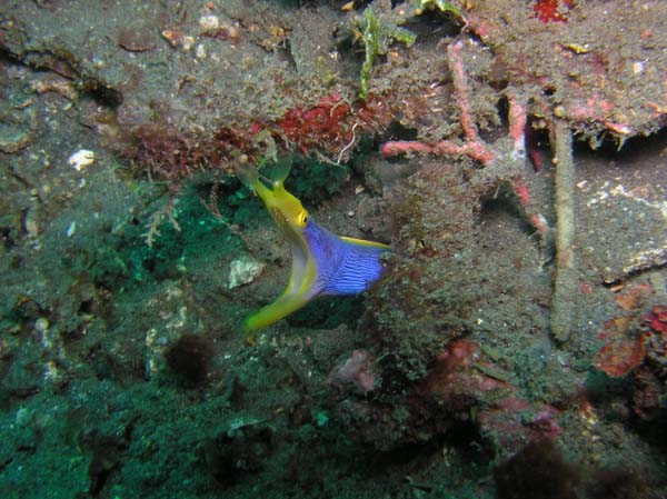 Anguille ruban bleue
