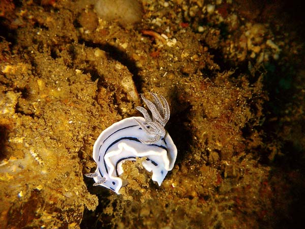 Chromodoris