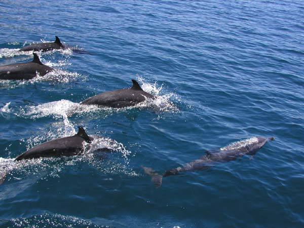 Dolphins