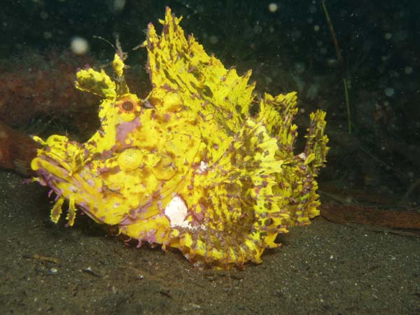 Garoupia 5