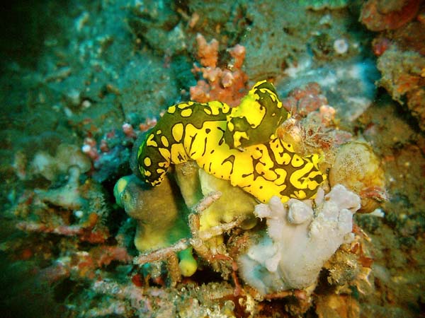 Notodoris Minor