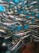 04 Poissons Chat