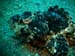 05 Black Scorpionfish