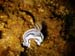 Chromodoris
