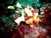 Clown Frogfish 1
