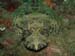 Croco 2