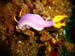 Cromodoris Bulocki