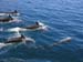 Dolphins