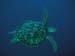 Green Turtle 2