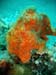 Orange Frogfish