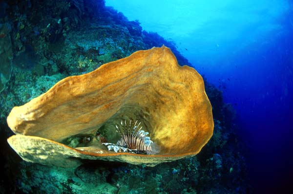 Lion Fish