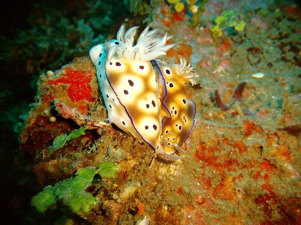 Nudi 1