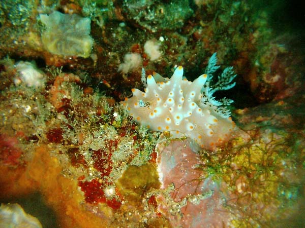 Nudi 4