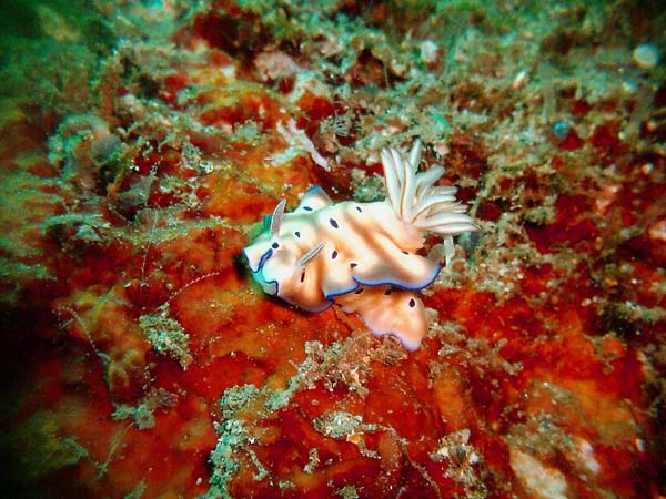 Nudi 6