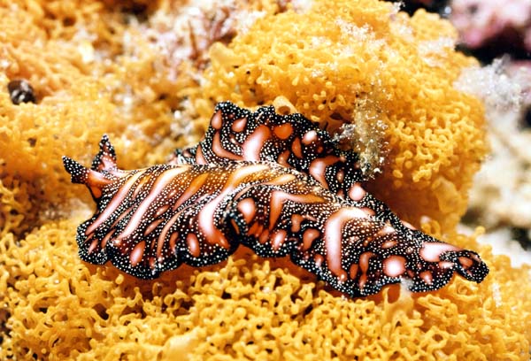 Nudibranch