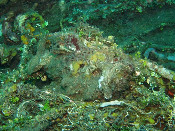 Poisson pierre