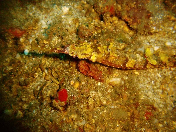 Weedy Pipefish