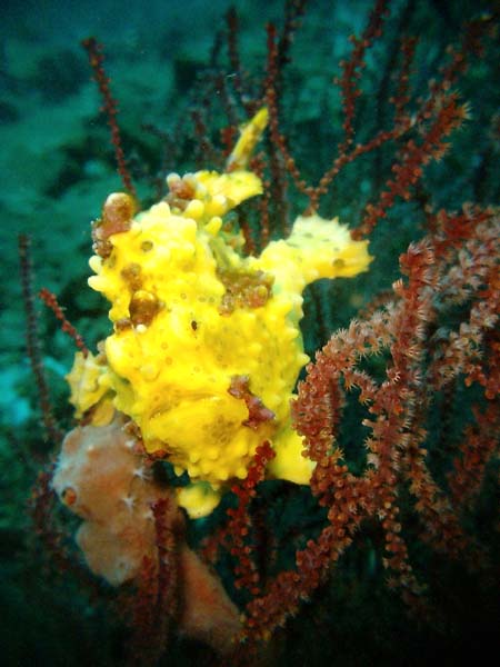 Yellow Clow Frogfish