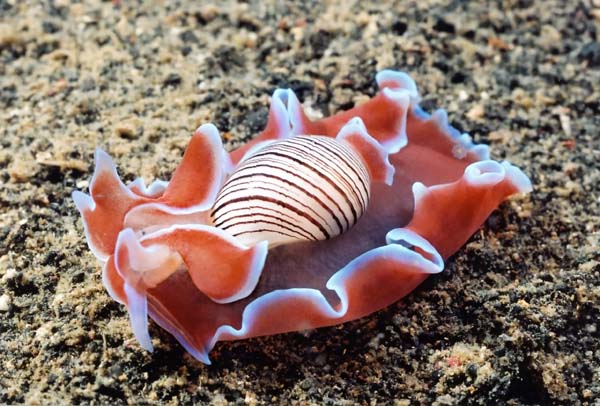flatworm