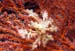 Crab1