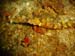 Weedy Pipefish