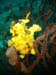 Yellow Clow Frogfish