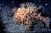 frogfish_hairy