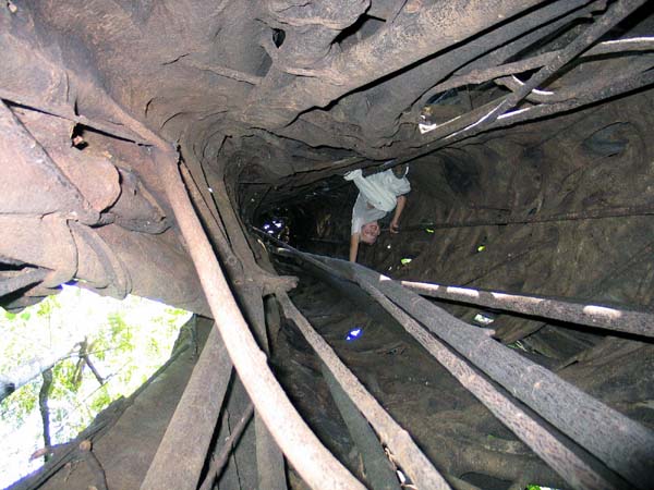 15 Tongkoko