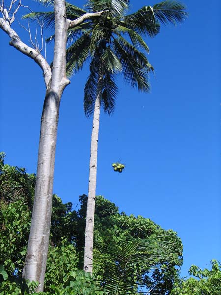 22 Tongkoko cocos