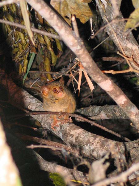 24 Tongkoko tarsier