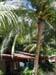 07 Black Marlin