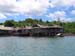 40 Togian mangrove