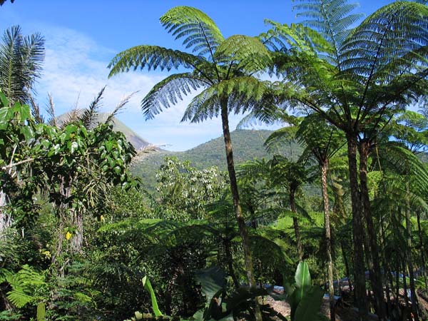 27 Tomohon Olong
