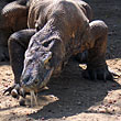 Dragon de Komodo